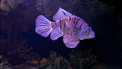 Een Schorpioenvis In Een Aquarium