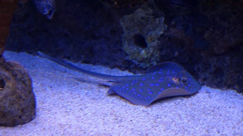 Голубой пятнистый скат в аквариуме
