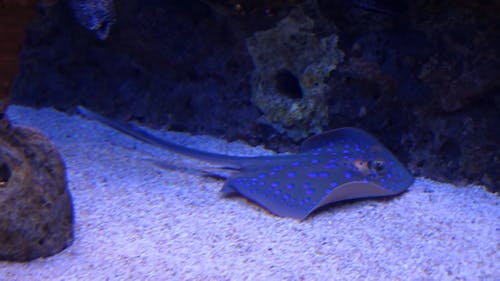 Akvaryumda Mavi Benekli Sting Ray