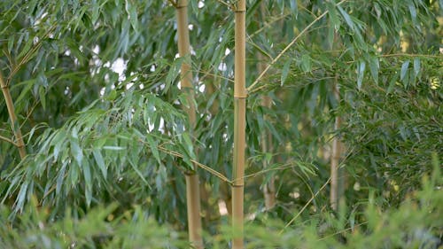 Bambou phyllostachys 