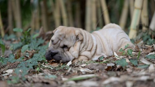 Chiot de race Shar Peï qui s'amuse