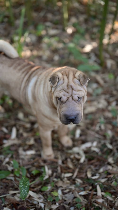 Shar Pei LOF adulte femelle 