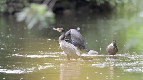Grand cormoran et canard en rivière
