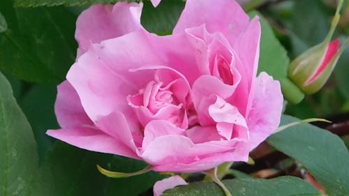 Różowy Kwiat