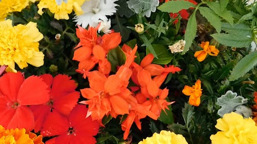 Variety Of Flowers With Vibrant Colors