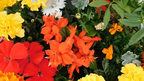 Variété De Fleurs Aux Couleurs Vives