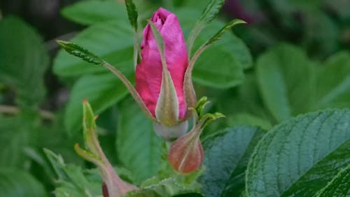 Close-Up View Of A Red Flower Bud