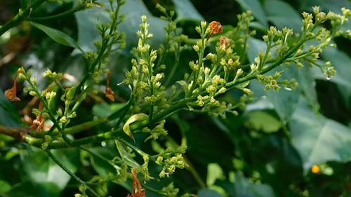 Nahaufnahme Einer Blühenden Pflanze In Der Blüte