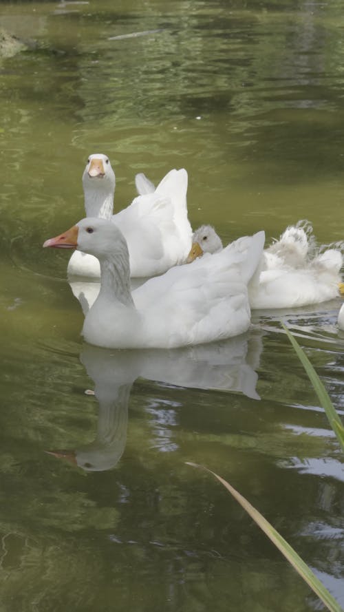 cute family of geese on a pond