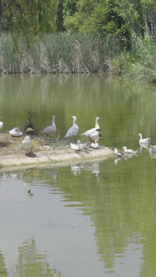 cute family of geese on a pond