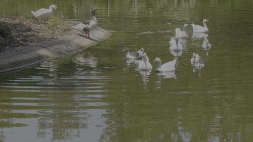 beautiful geese family swimming in water