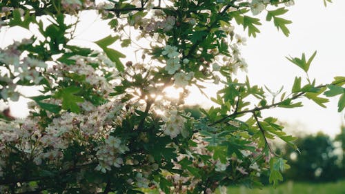 Flowers On Tree In Sparkling Sunlight In Garden