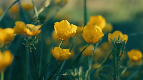 Golden Yellow Lillies Tulips Flowers Close Up In Sunlight Swaying In The Breeze