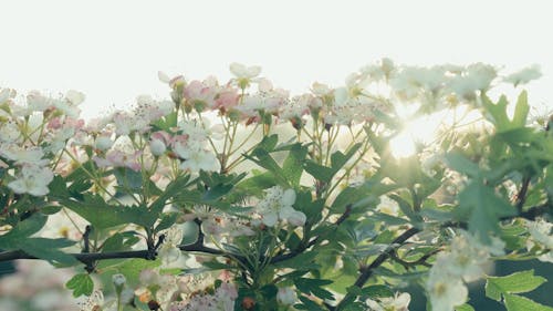 Light shining sun filtering through white blossoms flowers on tree at golden hour