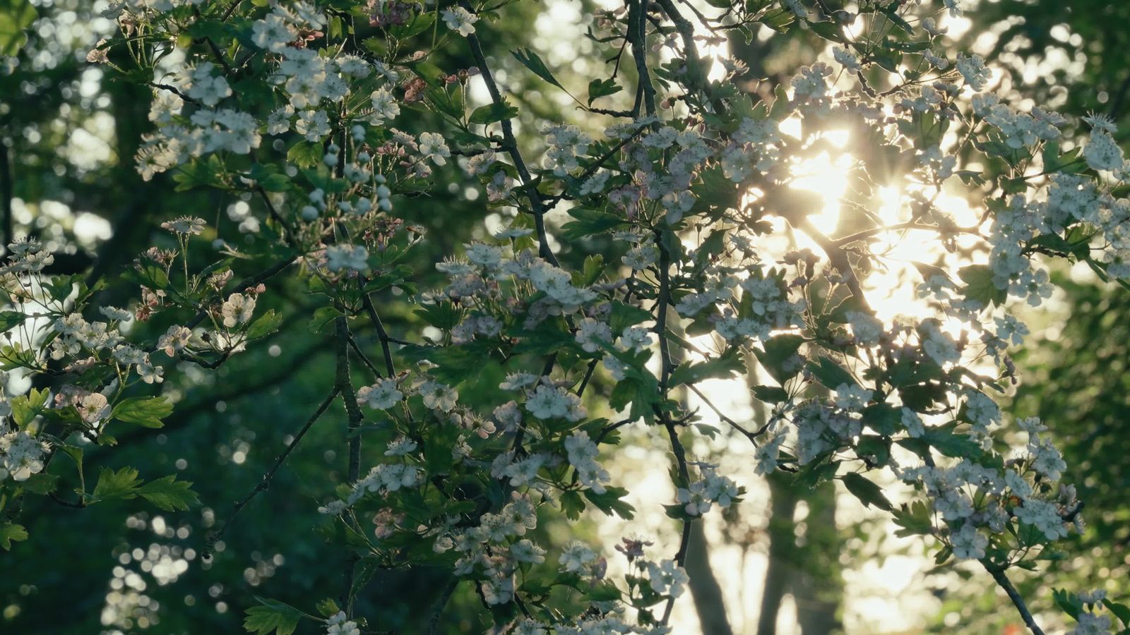 White Flower Trees In Blossom With Sunlight At Golden Hour On Warm ...