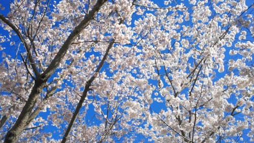 Blooming Cherry Blossoms In Spring