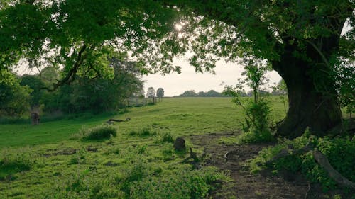 Green Countryside On Summer Day With Wind In Trees Field In England