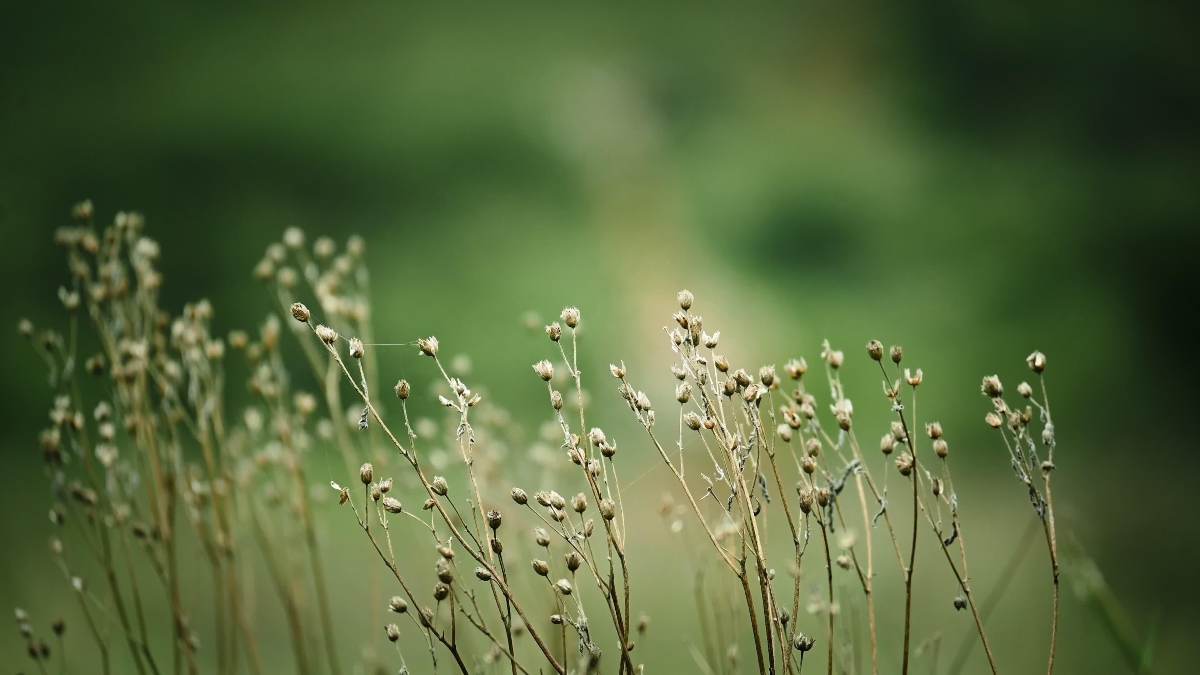 Video by Zacchaeus Rains