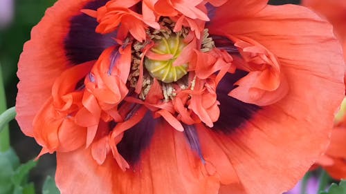 Close-Up View Poppy Flower