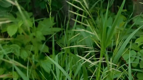 The Stalk Of A Wild Grass