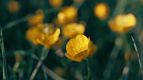 Yellow Golden Flower Tulip Lillie Close Up