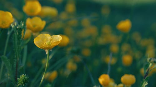 Field Of Golden Yellow Flowers