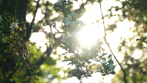 Light Shimmering Through Flower Blossom Trees In Summer Golden Hour