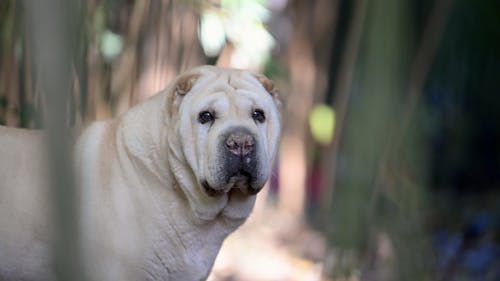 Shar Pei 