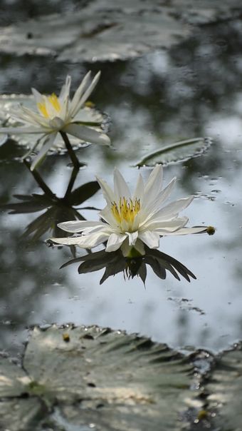 白色荷花视频素材视频素材视频素材视频素材视频素材