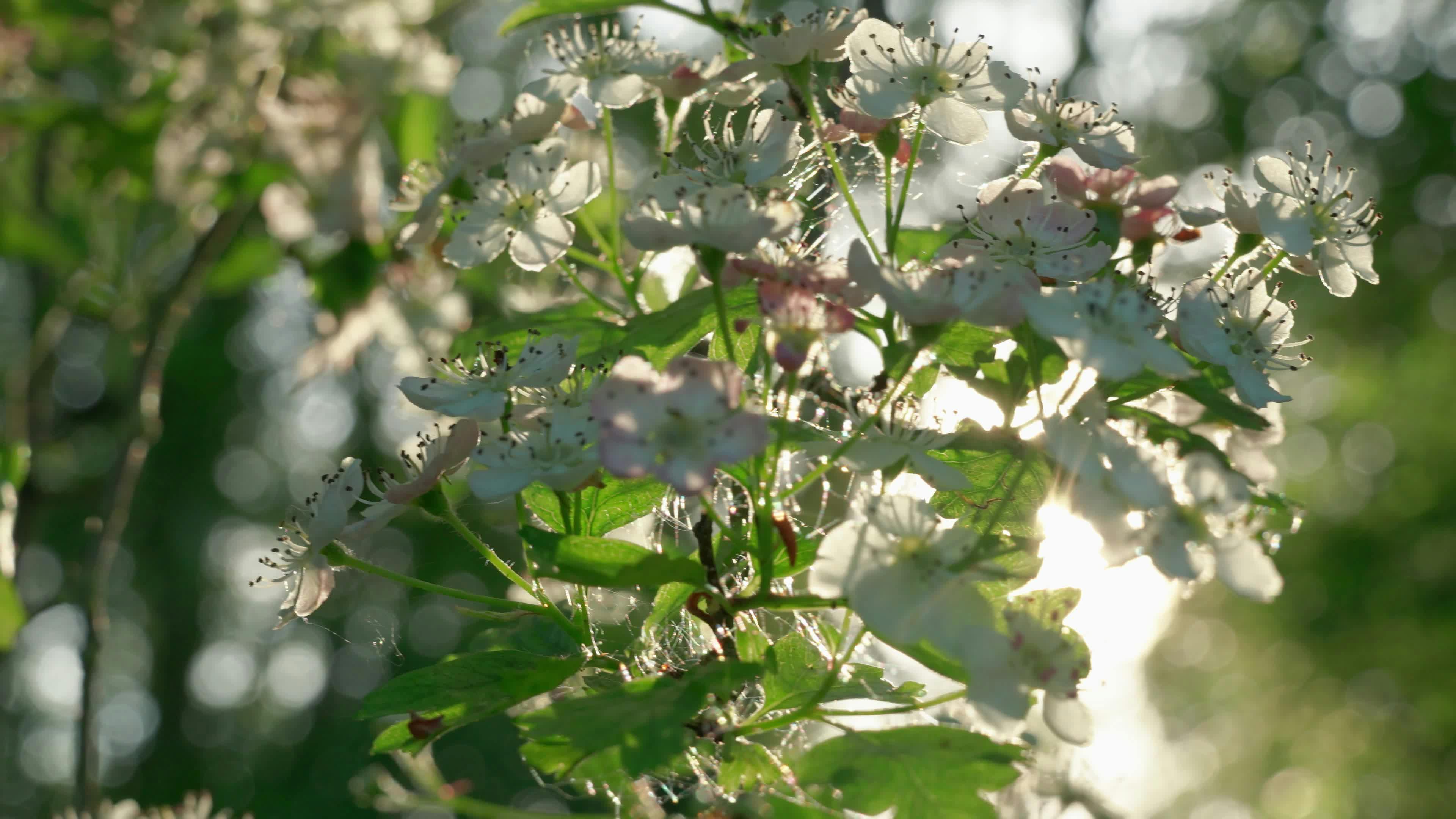 Cherry Blossom Tree 4k Wallpaper Videos, Download The BEST Free 4k