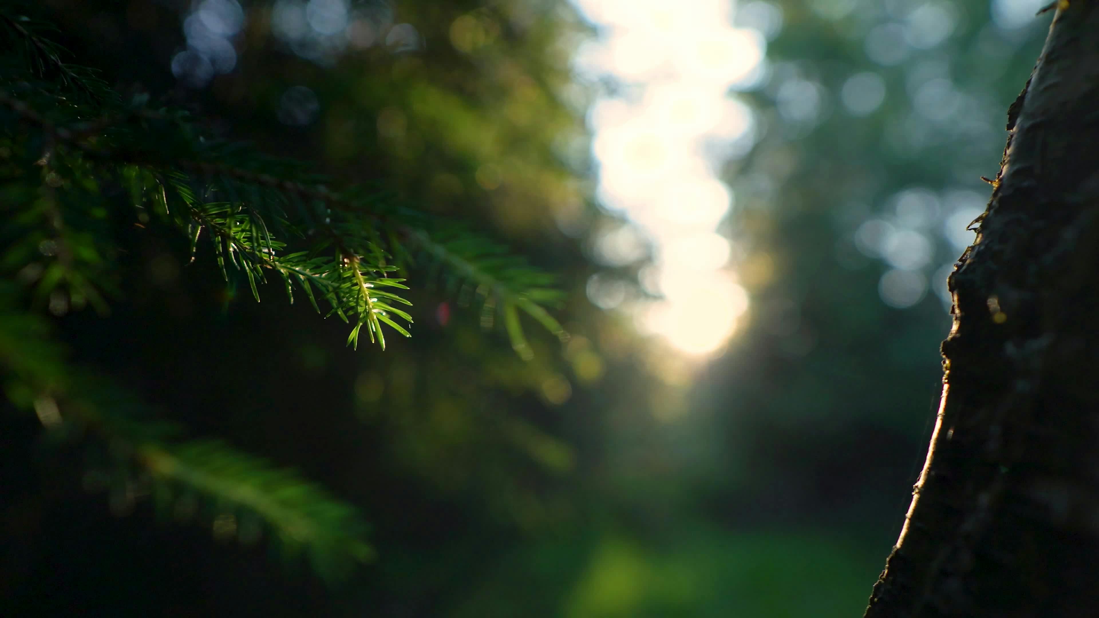 Video by Matthias Groeneveld