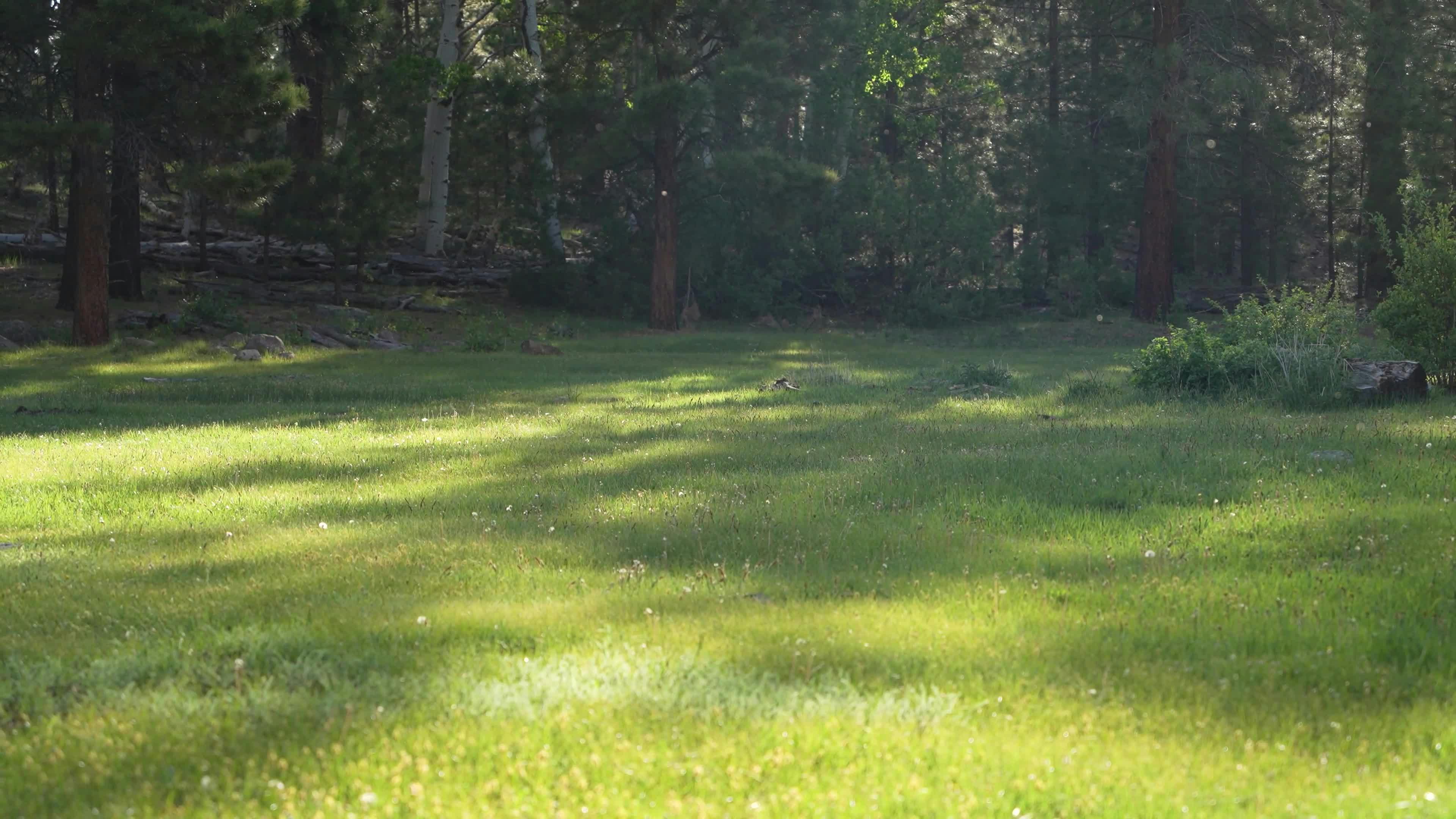 Video by Alex Moliski