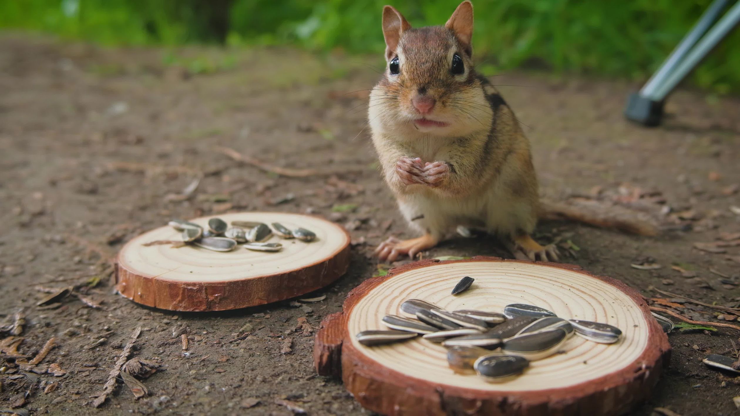 Chipmunk eating seeds in slow motion Free Stock Video Footage, Royalty ...