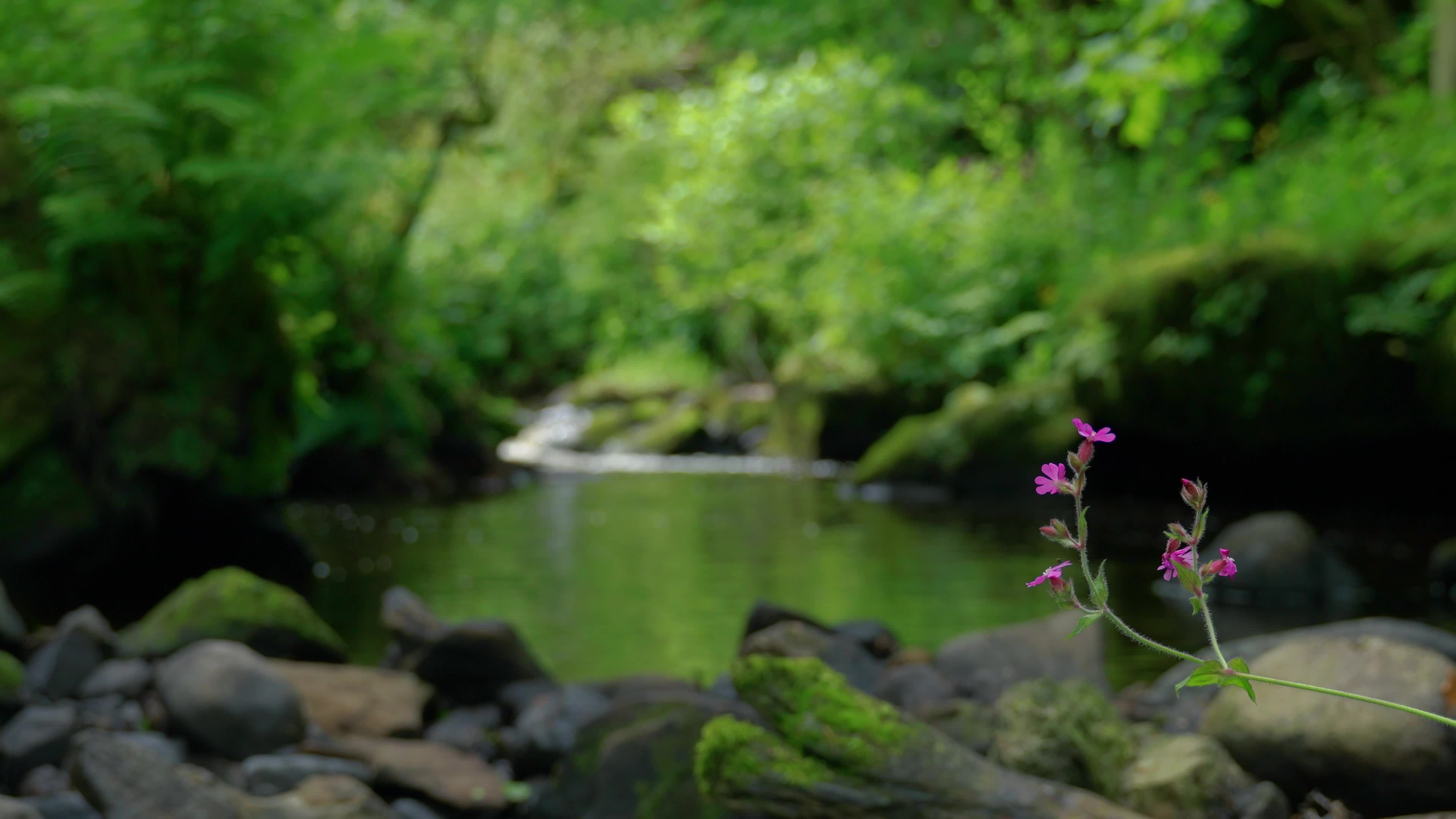 pool in summer river forest with flower 25951215