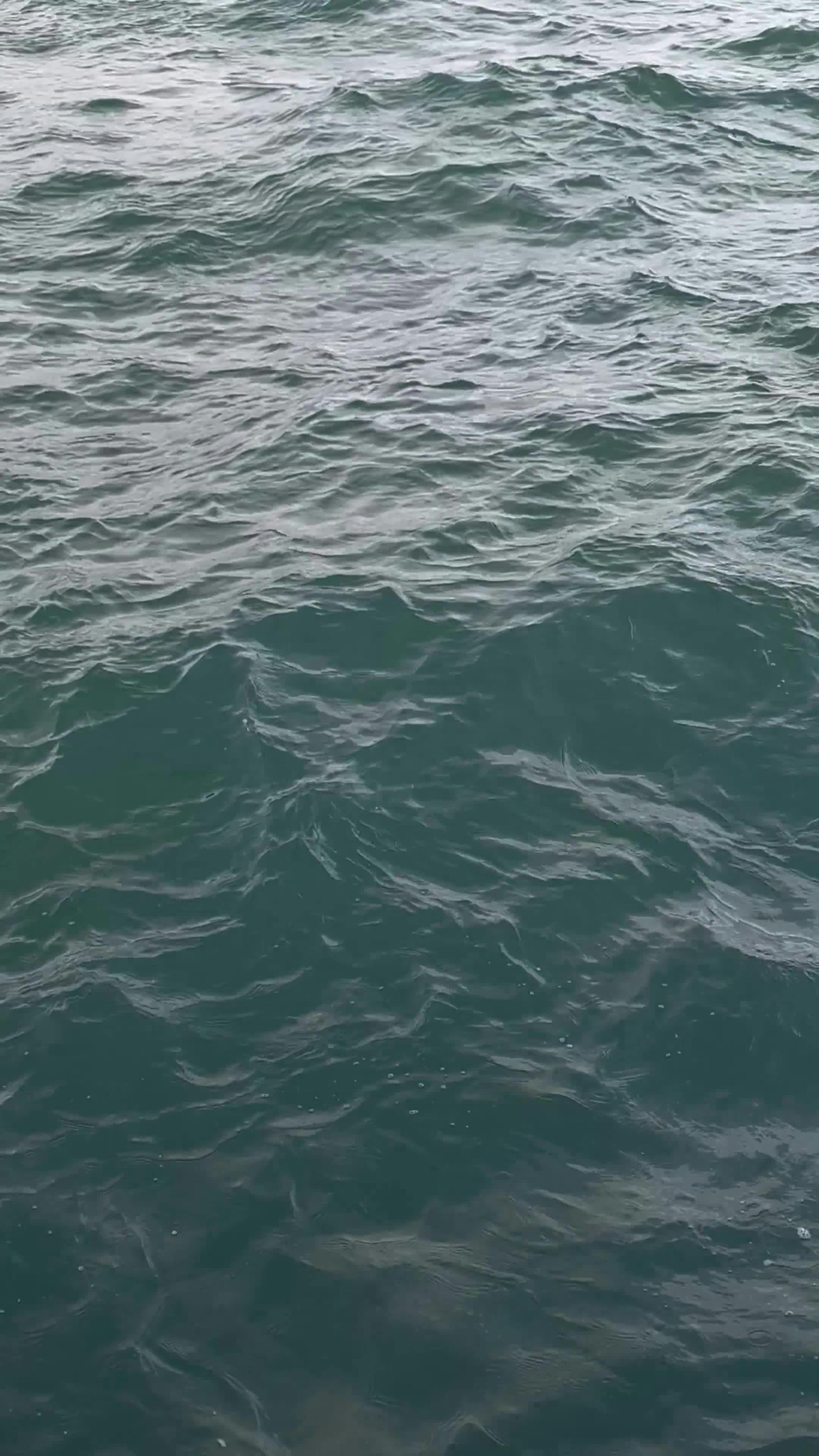 Pexels Video 25961000