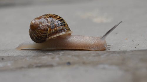 地面を這うカタツムリ