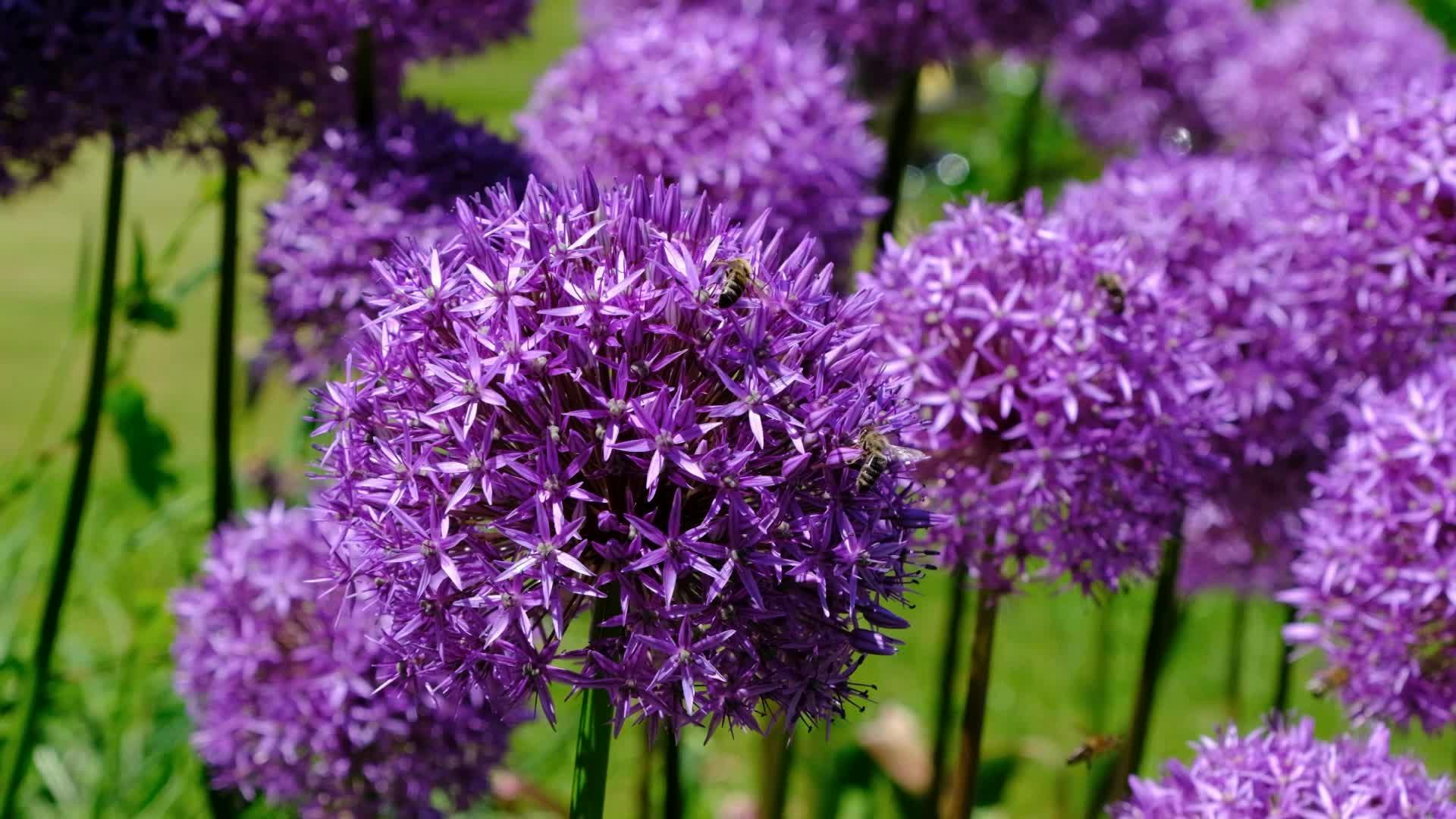 Bananes Violettes Videos, Download The BEST Free 4k Stock Video Footage ...