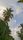 tropical