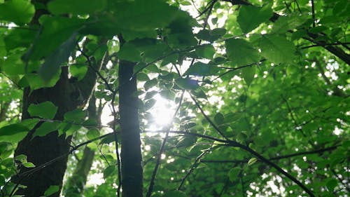 Sunlight Through The Trees In Summertime Forest