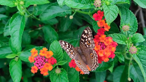 Zwolnione Tempo Nagrania Motyla Monarchy Na Klastrze Kwiatów