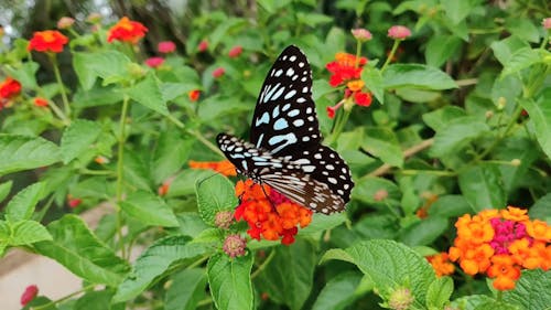 Una Mariposa Sobre Una Flor