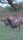 buffalo