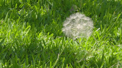 beautiful dandelion in the grass