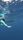 blue whale