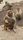 funny monkey