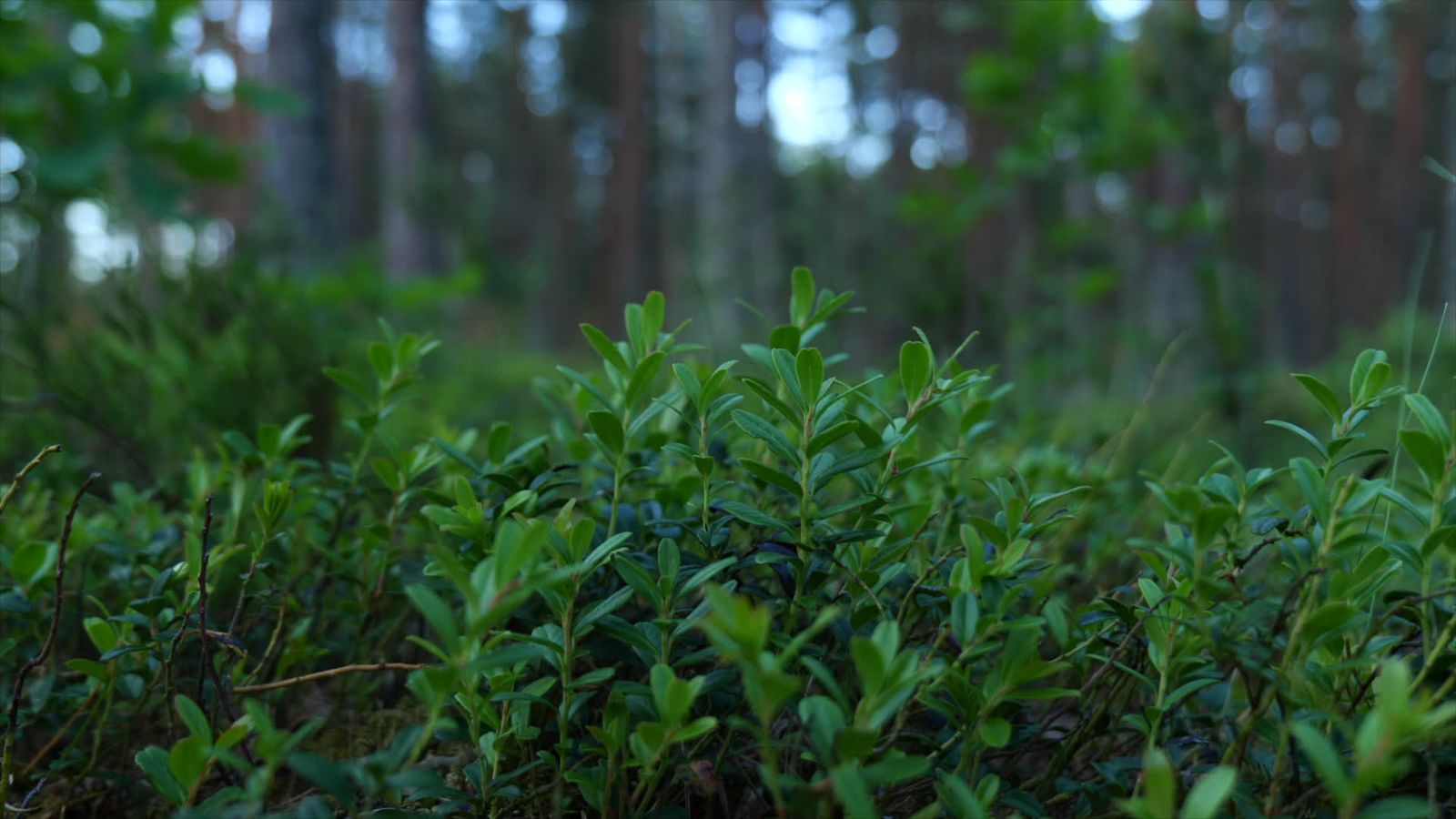 Labrador Marsh Close-up of Marsh Labrador Tea in Dense Forest Free Stock Video Footage ...