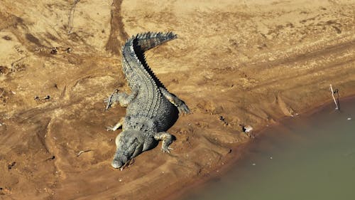 Saltwater crocodile