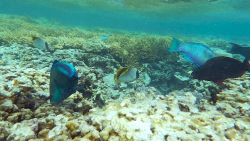 Snorkelling in the great barrier reef