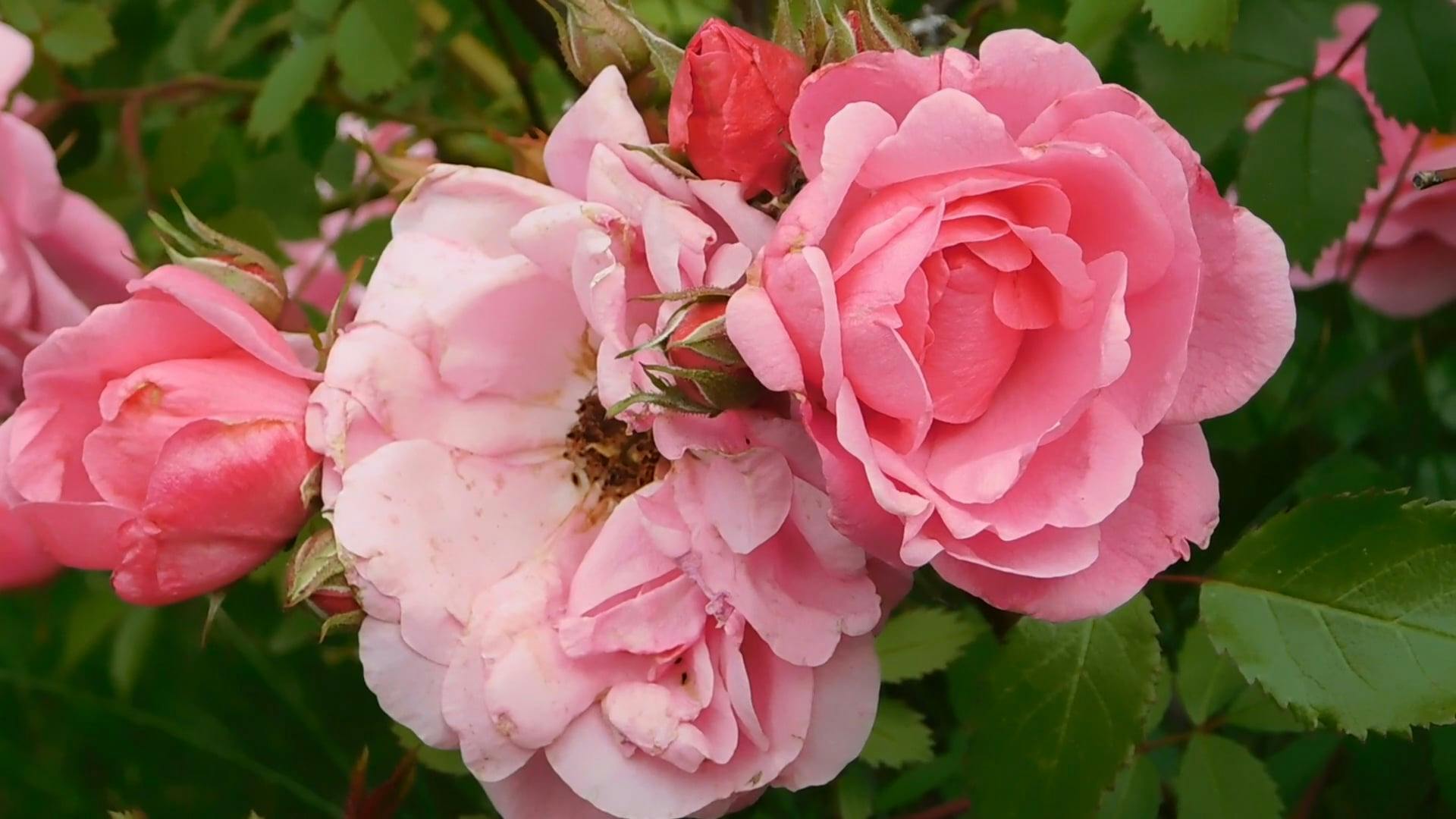 Roses In Full Bloom · Free Stock Video