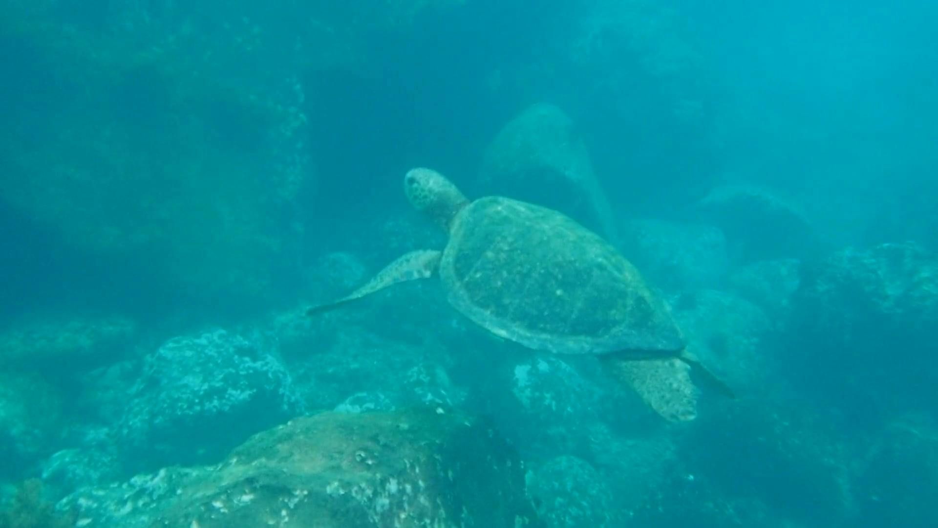 Sea Turtle · Free Stock Video